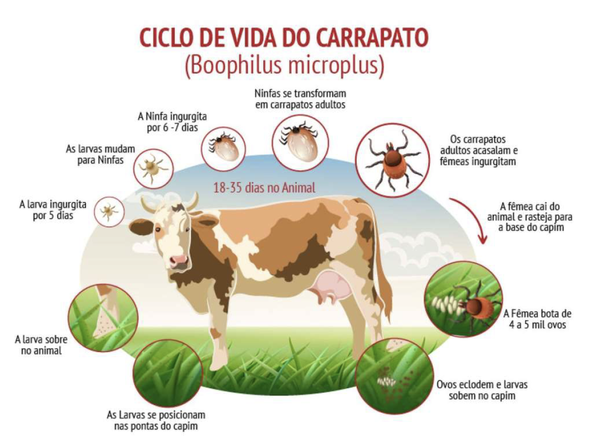 Ciclo do carrapato